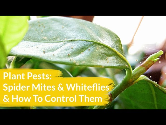 Plant Pests: Spider Mites & Whiteflies & How To Control Them / Joy Us Garden  - YouTube