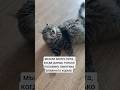#кот #котик #котики #мем #прикол #ржака #смех #юмор #мяу #анекдоты #cat #funny #like #топ #кошки кот