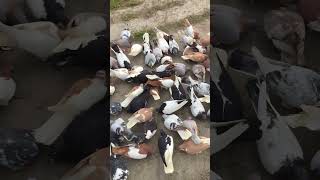 #short Pigeons With Food