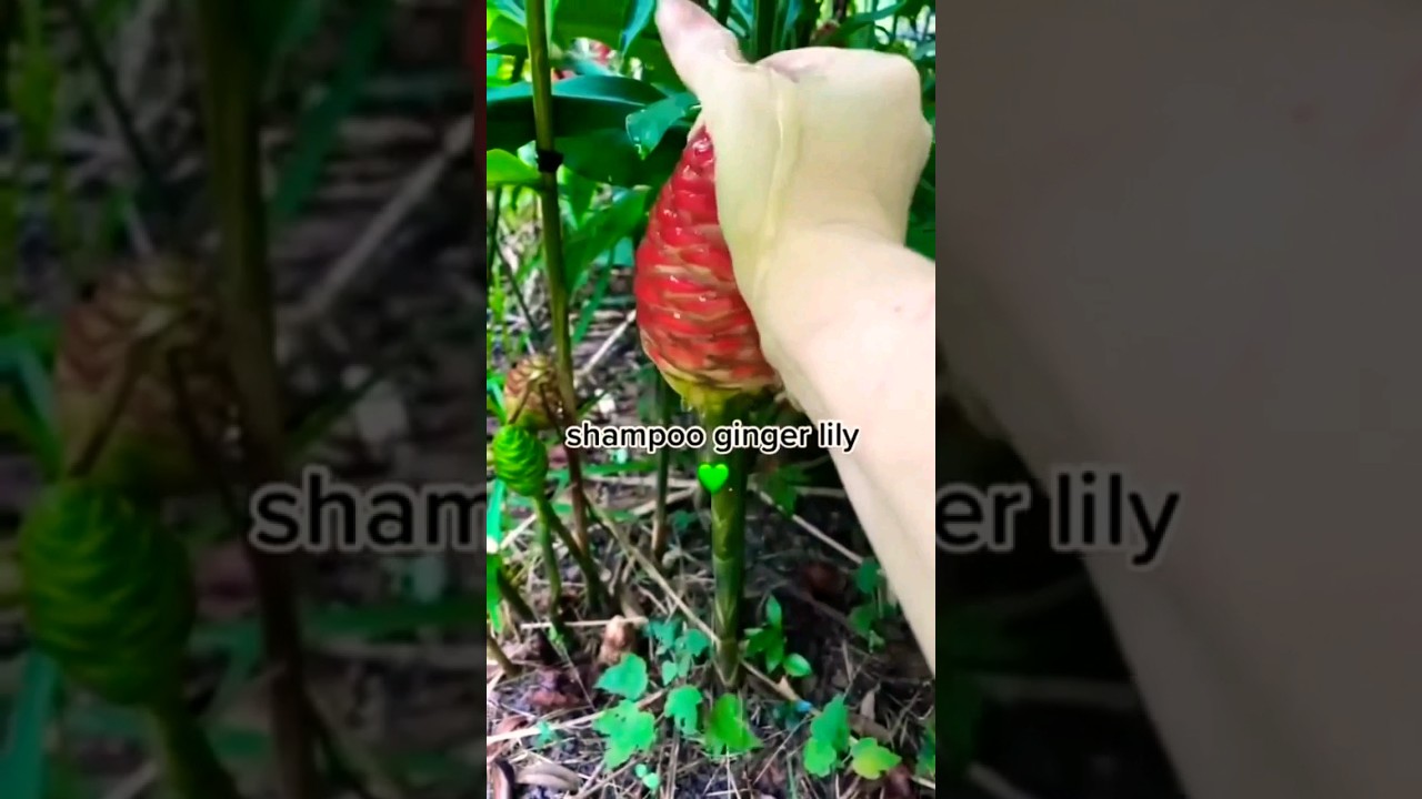 shampoo ginger lily 