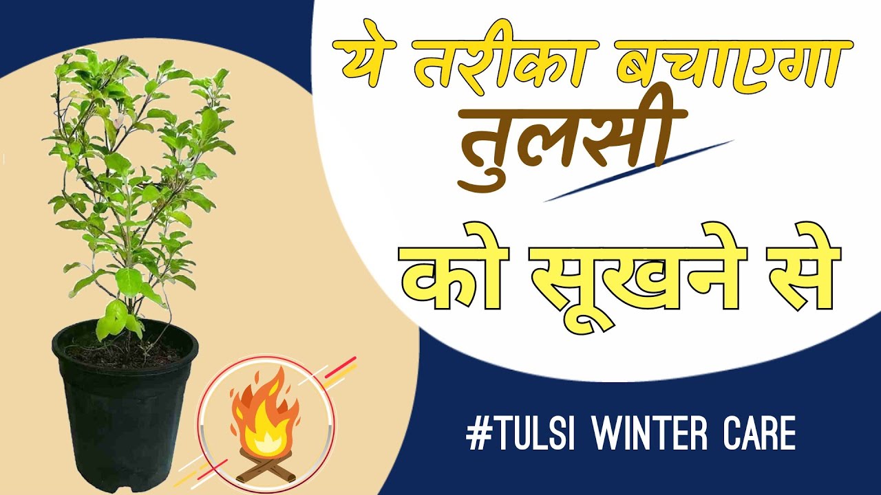 तुलसी की देखभाल कैसे करें, ठंड में तुलसी को सूखने से कैसे बचाएं Tulsi ko sukhne se kaise bachaye