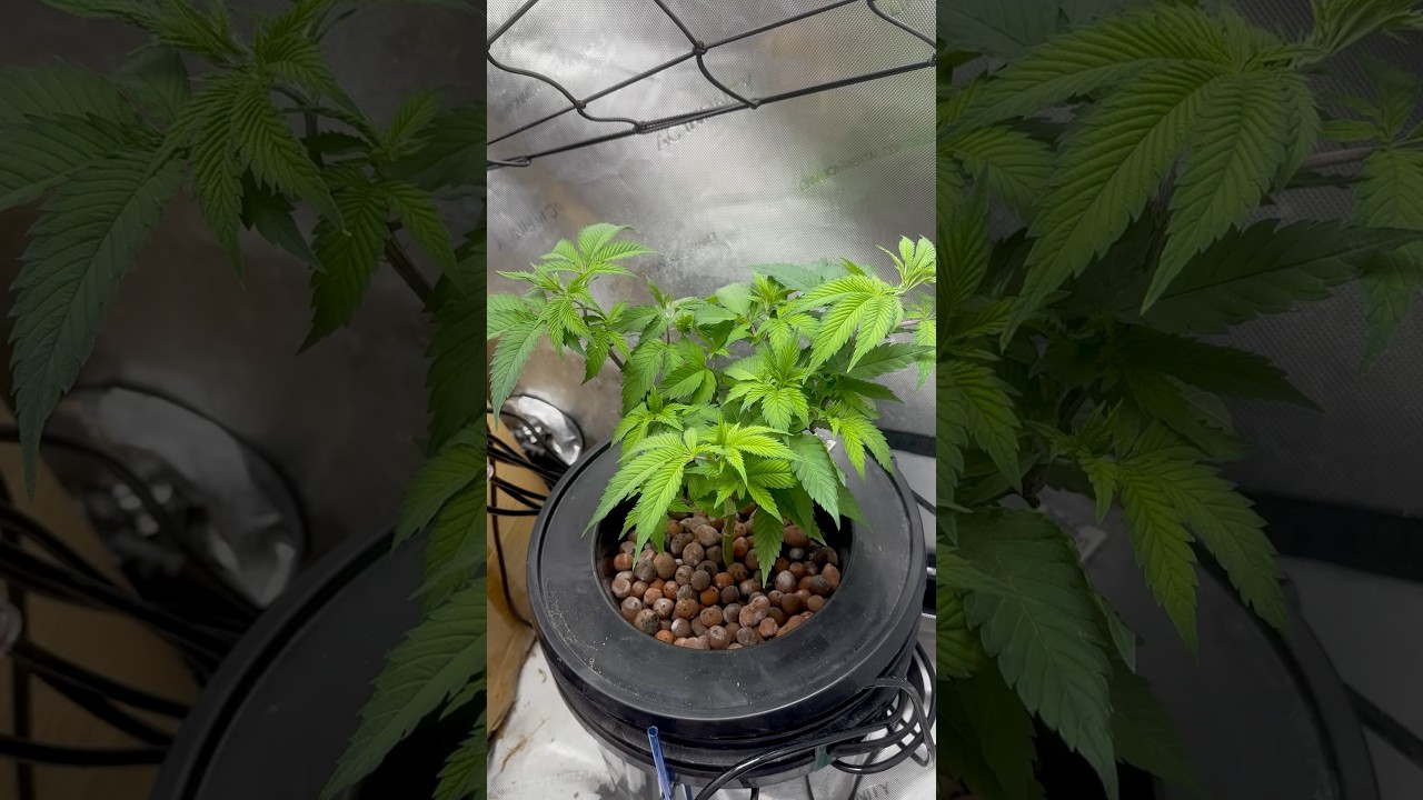 Iced Widow Clone Update 