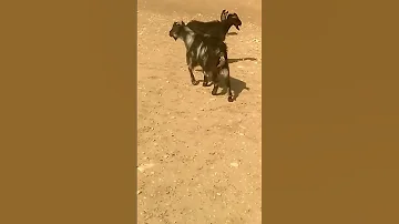 المعز يطرح 