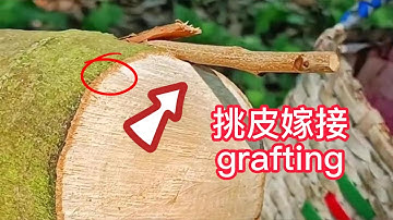 荔枝果樹大枝挑皮嫁接的全過程，教你如何挑皮嫁接？如何削接穗The whole process of  grafting , teach you how to  grafting? #litchi