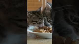 Why Does My Cat ROLL OVER When He Sees Me? | Why cats Roll #youtubeshort