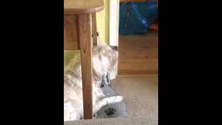 Go Compare Advert- Dog Singing