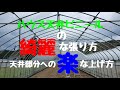 【ハウスの天井ビニール】の張り方と上げ方。#ハウスビニールの上げ方#天井ビニールの張り方