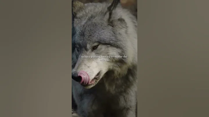 Daily quotes - Every step forward brings you closer to your dreams ❤️🪄 #dreambig #goals #inspiration