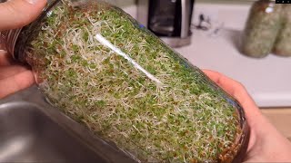 Growing Alfalfa Sprouts (Jars)