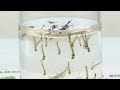 大量のボウフラが泳ぐ水に蚊を落とすと...