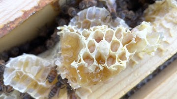 Captured Swarm - First Inspection