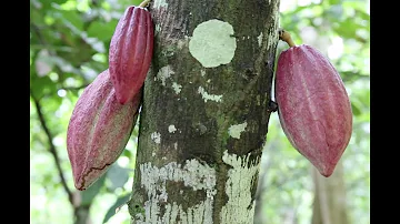 Où pousse le chocolat ?