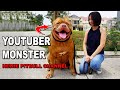 YOUTUBER MONSTER - HEWIE SI ANJING PITBULL