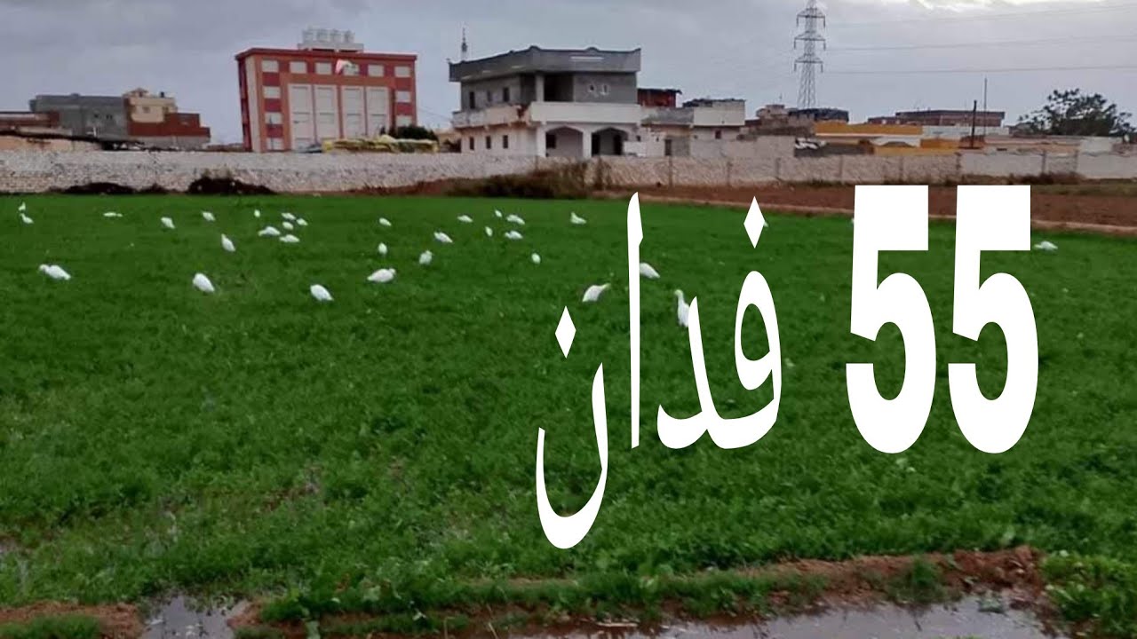 مش هتصدق فين الـ55 فدان دول! على الأسفلت مباشر وقريبة من الجيزة 😳🔥