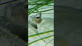 Camouflaged Flatfish