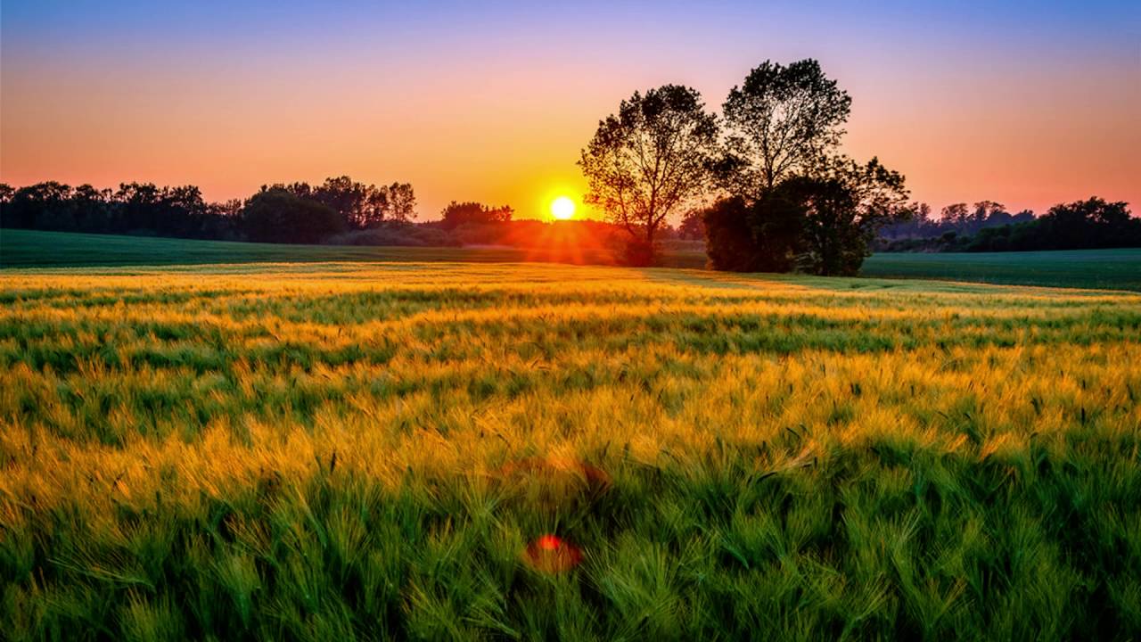 💙 Meditaatiomatka - Kultainen niitty