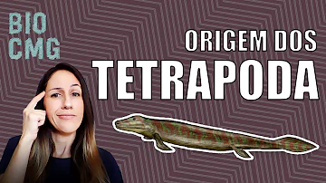 Como os membros anteriores de vertebrados terrestres são chamadas de?