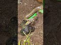 점박이 개구리가 사나운 포식자 뱀으로부터 탈출하는 순간. #뱀 #정원 #야생동물 #관찰 #shorts #snake #wildlife #nature
