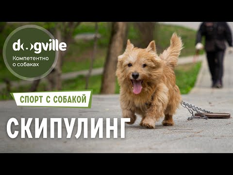Видео: Почему флайбол полезен для собак?