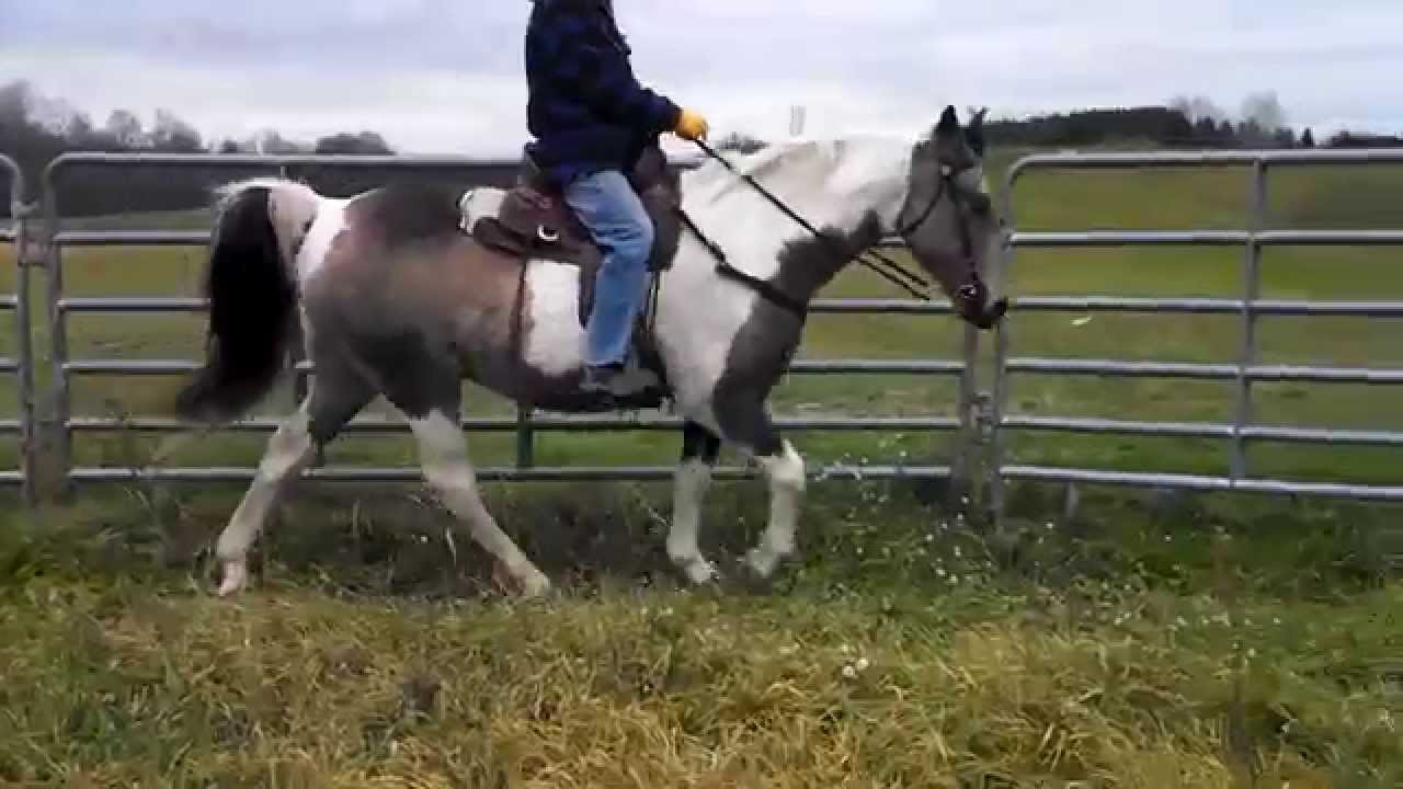 For Sale Spotted Saddle Horse/ Tennessee Walker Gelding Max YouTube