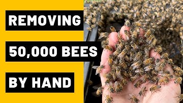 Removing 50,000 Bees from a Compost Bin by Hand
