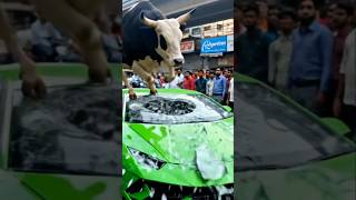 You won't believe what this bull did to the $200k car!