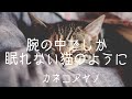 腕の中でしか眠れない猫のように/カネコアヤノ