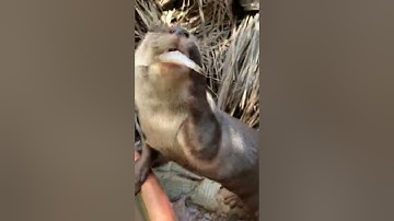 Tiun phát hiện rái cá Titi đã bị viêm giác mạc những ai muốn biến rái cá làm thú cưng nên xem