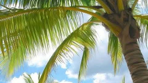 سورة الأحزاب بصوت الشيخ سعد الغامدي