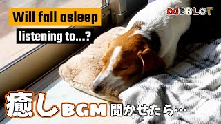 犬が寝るように設計されたBGMを聞かせたら本当に寝るのか試してみた！／ Will dog fall asleep when listening to a relaxing music? by Merlot The Beagle 338 views 2 months ago 8 minutes, 9 seconds