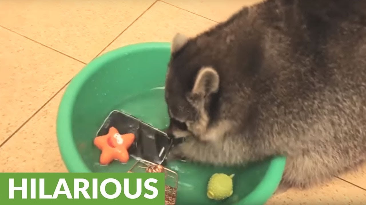Raccoon decides to wash and rinse owner's smartphone - YouTube