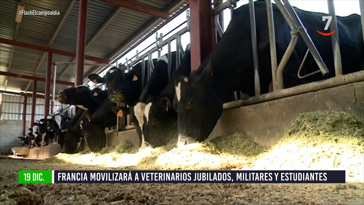 Flash el campo al día (19/12/2025): Francia moviliza a veterinarios jubilados y estudiantes