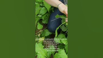 Củ cải trắng và những lợi ích tuyệt vời cho sức khỏe #shorts