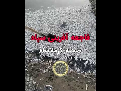 مرگ هزاران ماهی در رودخانه گاماسیاب شهرستان صحنه واقع در استان کرمانشاه