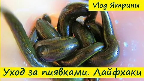 Уход за пиявками, хранение пиявок, как менять воду пиявкам, ЛАЙФХАКИ ОТ ЯТРИНЫ