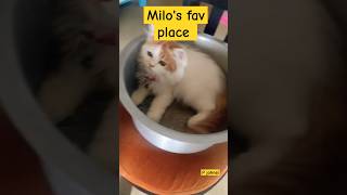 Milo's Favorite Place | P johnsi| #shorts #kitten #cutecat