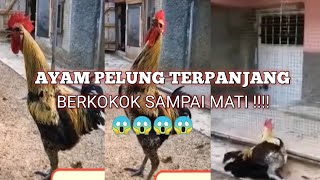 AYAM PELUNG BERKOKOK SAMPAI MATI!!