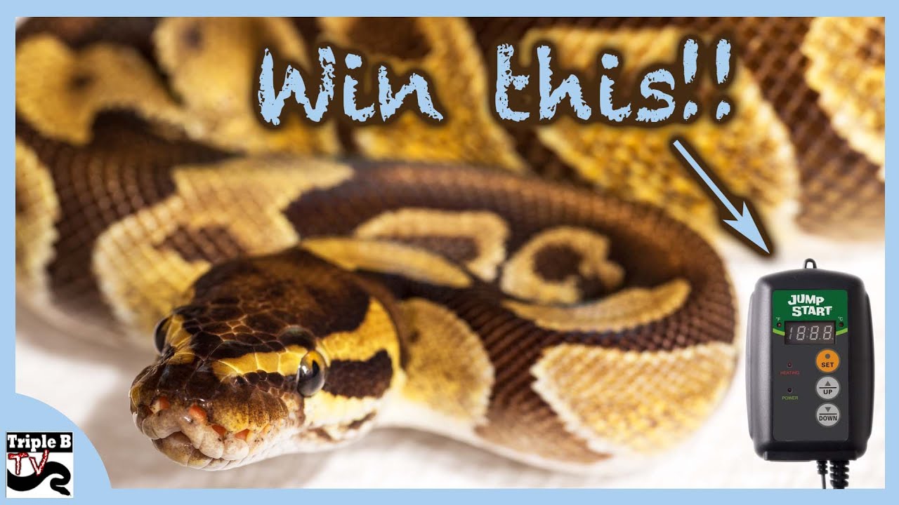 pythons for sale Snake Update and Contest Time! : Triple B TV - Ep.43