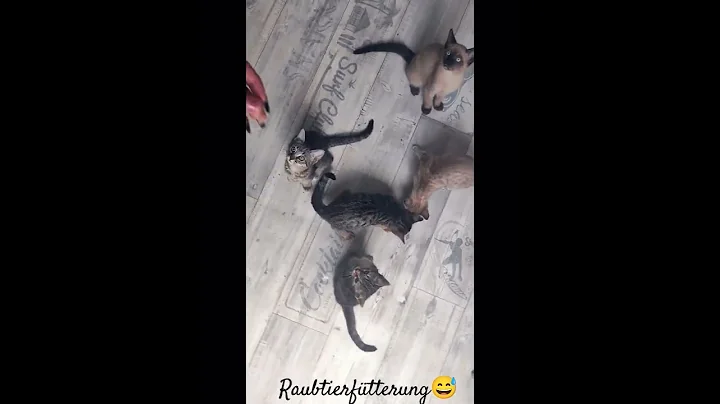Watch the video about "raubtierfütterung" 😋 #cat #kitten #savannah #bengalcat #feed #eating #animallover #mylife