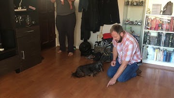 Stopping Mortimer from Barking Using Counterconditioning