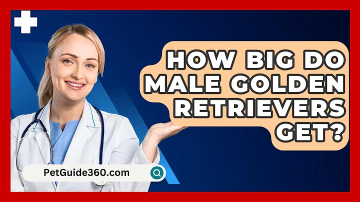 How Big Do Male Golden Retrievers Get? - PetGuide360.com