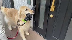 Golden Retrieverはっちの奮闘記 Youtube