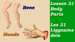 Learn Afrikaans for Beginners | Body Parts | Liggaamsdele |  Lesson 31