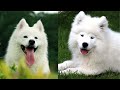 Unveiling the Magic of Samoyeds: From Siberian Sled Dogs to Smiley Snow Angels 🐾