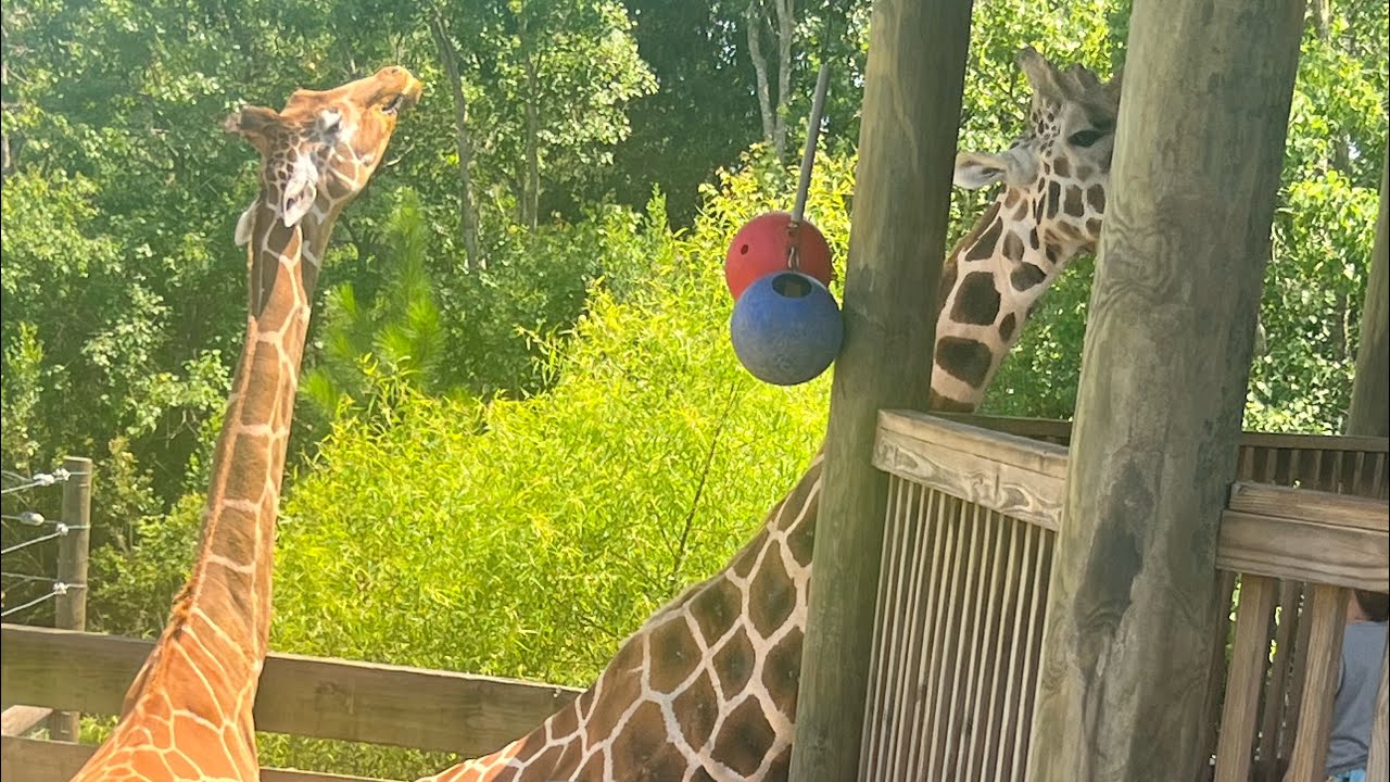 Alabama Gulf Coast Zoo🐾 YouTube