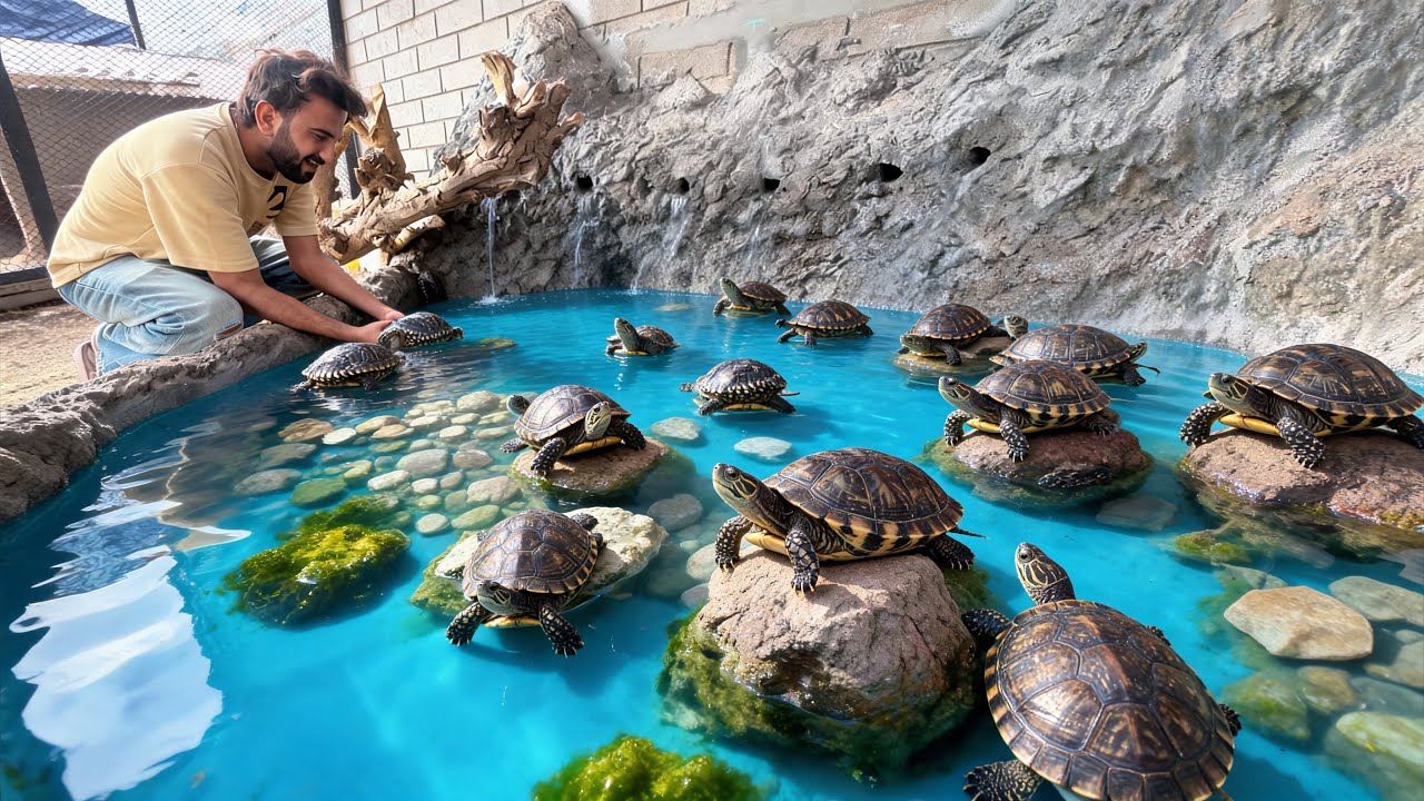 Sab Turtles Ko Fountain Main Azad Kr Diya😍 