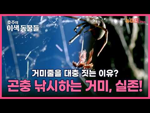 생존도 연애도 전부 하드모드 #호주의이색동물들 SE 2 EP.1ㅣ대교 뉴이프Plus