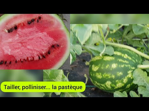 Vidéo: Combien de pastèques par plante - Conseils pour éclaircir les fruits de la pastèque