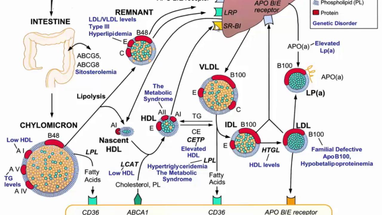 Pathophysiology Of Dyslipidemia