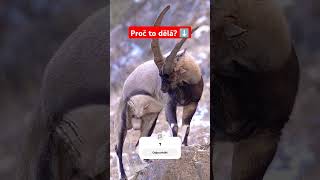 Proč Si Kozel Močí Na Hlavu A Krk? Ířata